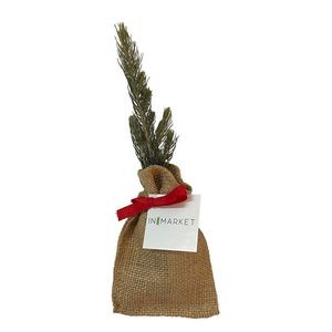 Live Evergreen Tree Seedling in Burlap Bag