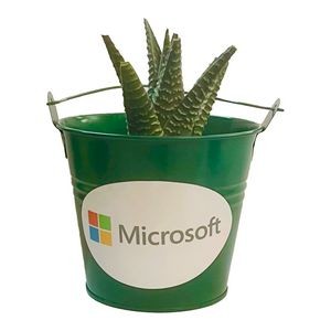 Succulent in Green Tin Pot