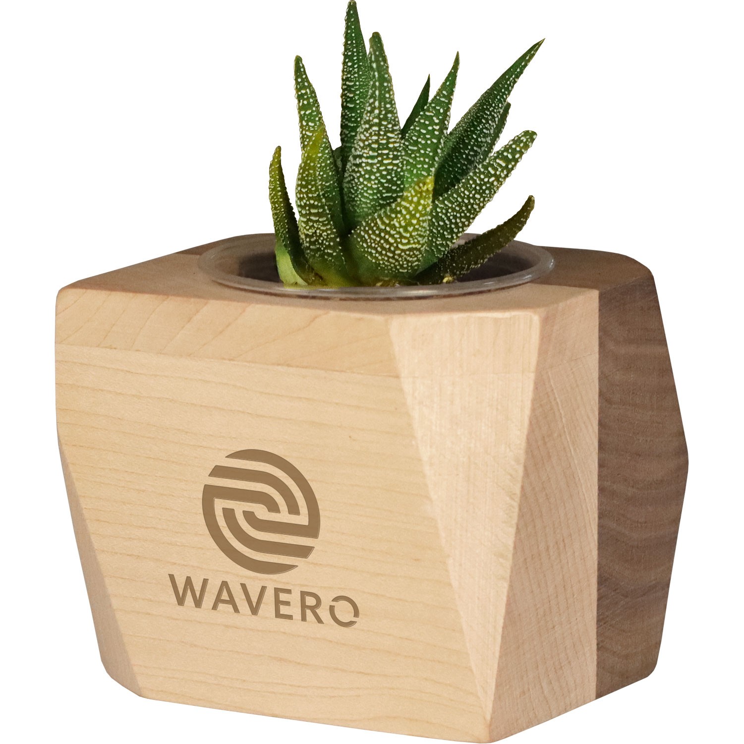 promotional live succulent desk plants